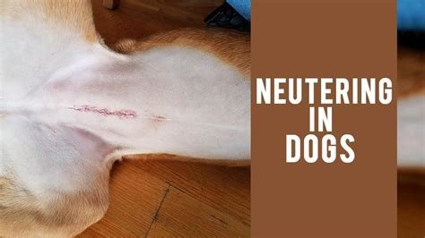 are k9 dogs neutered