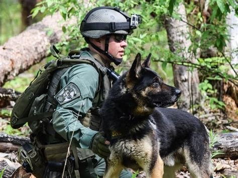 are military dogs neutered