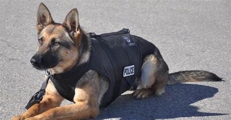 are police dogs neutered