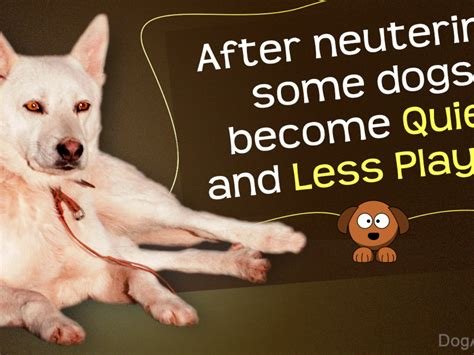 can a dog eat before being neutered