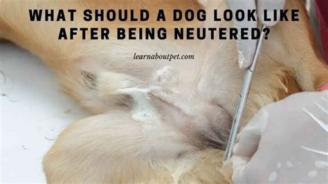 can a dog ejaculate after being neutered