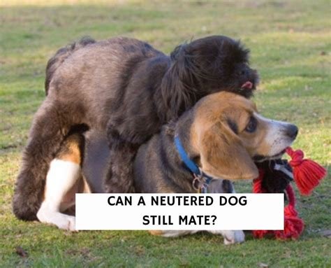 can a neutered dog still mate