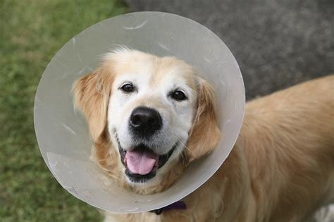 can dogs go up stairs after being neutered