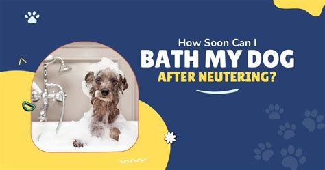 can i bathe my dog a week after neutering