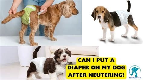 can i put a diaper on my dog after neutering