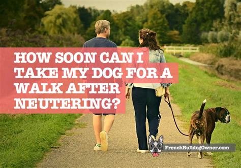 can i walk my dog after neutering