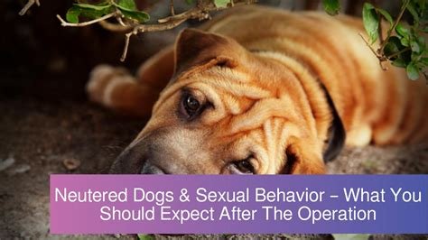 can neutered dogs ejaculate