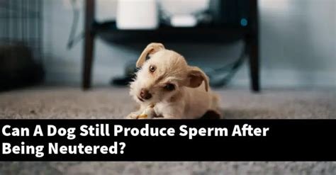 can neutered dogs still produce sperm