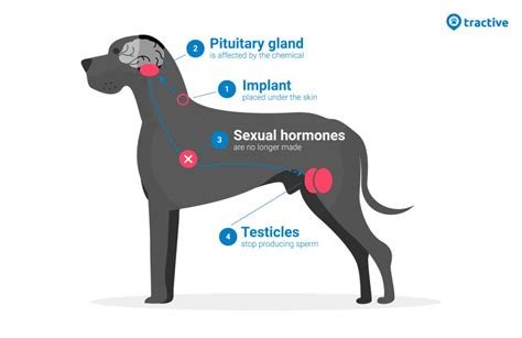 chemical neutering dog