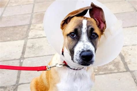 cone after neutering dog