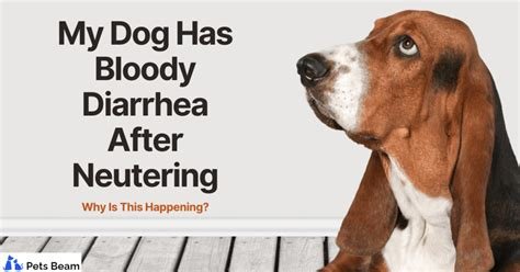 diarrhea after neutering dog