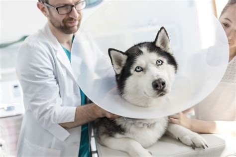 do dogs get pain meds after neutering