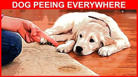 does neutering a dog help with peeing