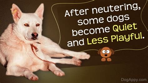 dog behavior after neutering