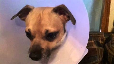 dog crying after neutering