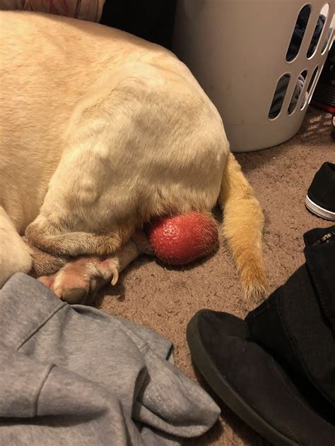 dog neutered swollen scrotum