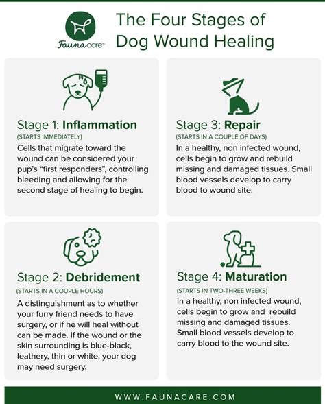 dog neutering healing process pictures