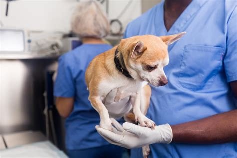 dog neutering infection