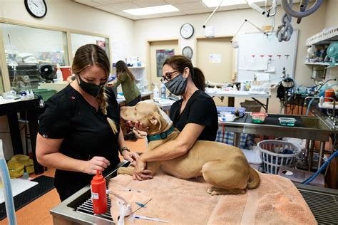 dog neutering sacramento