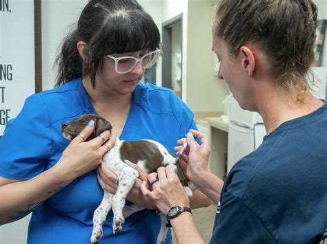 dog neutering san antonio