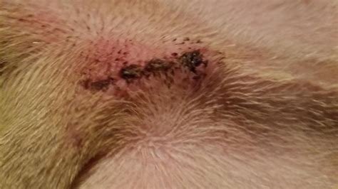 dog stitches healing stages pictures neutered