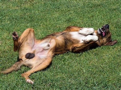 dog throwing up after neutering