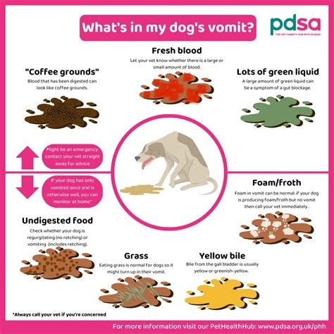 dog vomit after neutering