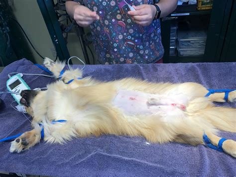 hernia in dogs after neutering