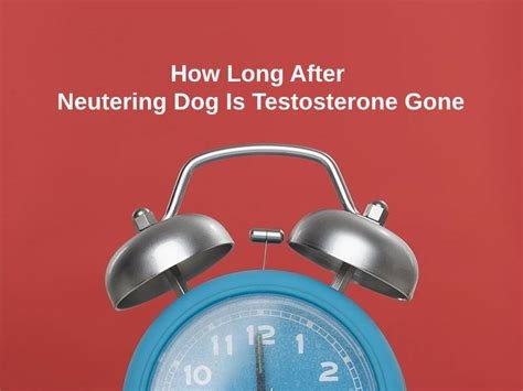 how long after dog neutering is testosterone gone