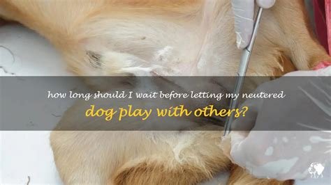 how long after neutering can a dog play