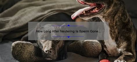 how long after neutering is sperm gone in dogs