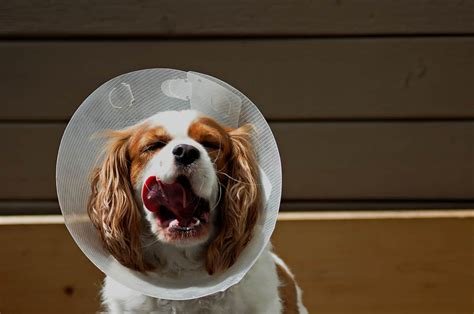 how long do dogs have to wear cone after neutering