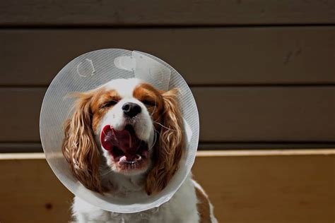 how long does a dog wear a cone after neutering