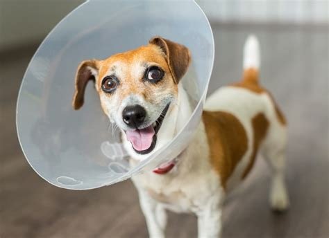 how long should dog wear cone after being neutered