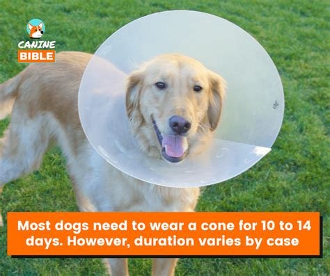 how long should my dog wear a cone after neutering