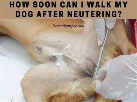 how soon can i walk my dog after neutering