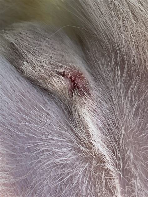 infection after neutering dog