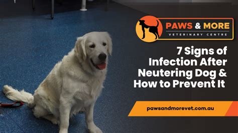 male signs of infection after neutering dog