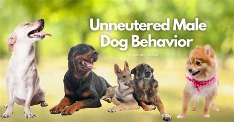 neutered and unneutered male dogs together