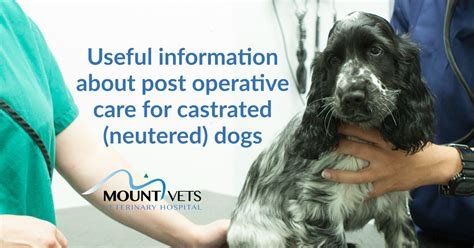 post neutering care for dogs