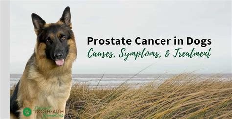 prostate cancer in dogs neutered