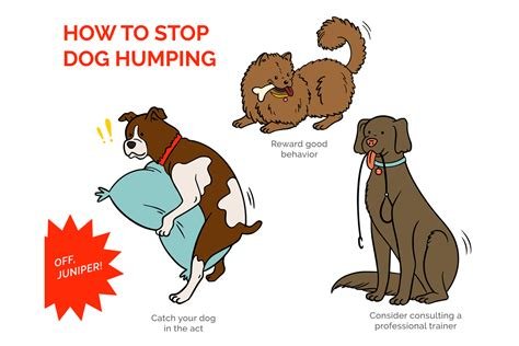 why do neutered female dogs hump