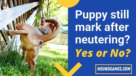 will my dog stop marking after neutering