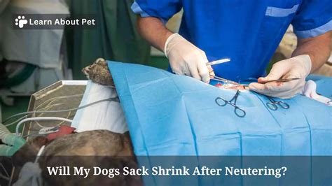 will my dogs sack shrink after neutering